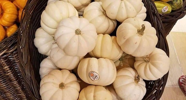 White Pumpkin : తెల్ల గుమ్మడి ఉపయోగిస్తే మీరు షాక్ అయ్యే మార్పులు మీలో కనిపిస్తాయి..!!