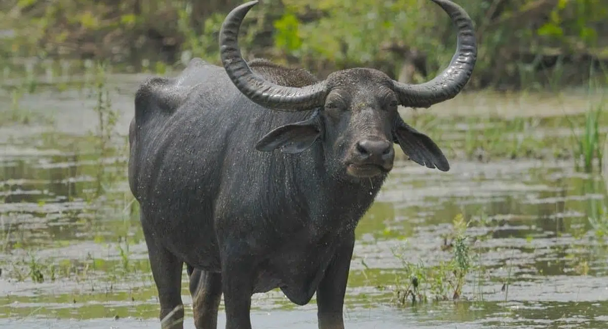 buffalo between two villages in anantapur district