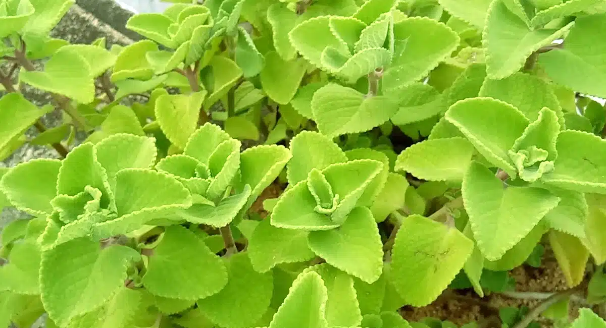 Health Benifits of Ajwain plant If you want to increase your Ayush