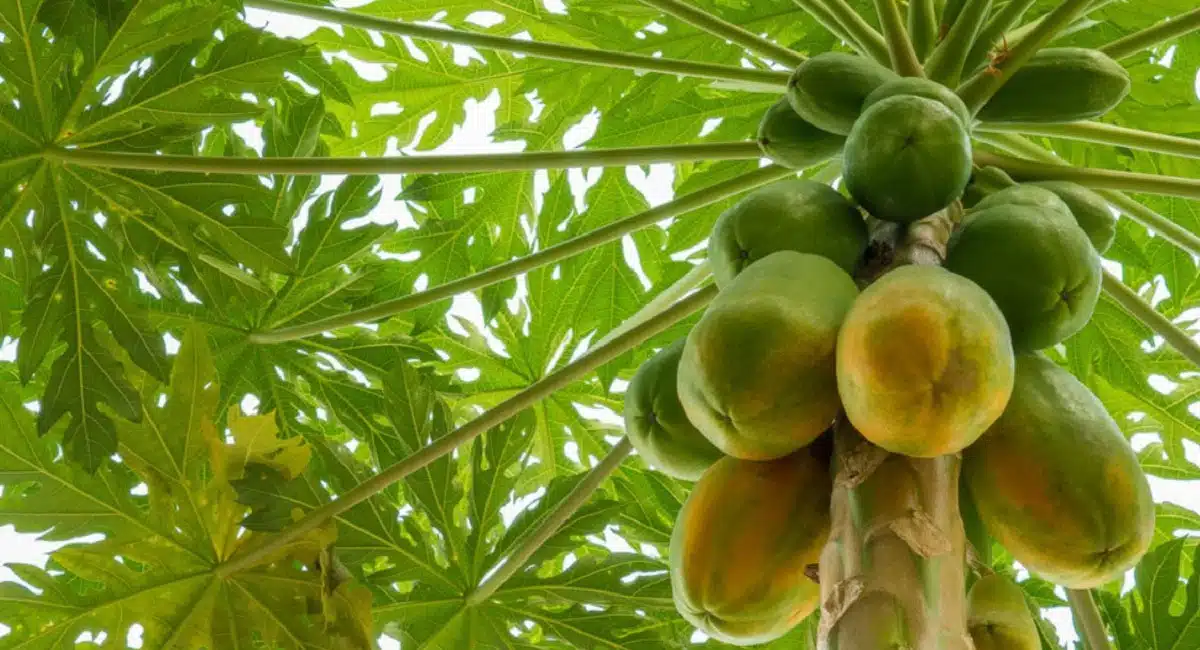 Health Benefits of Green Papaya