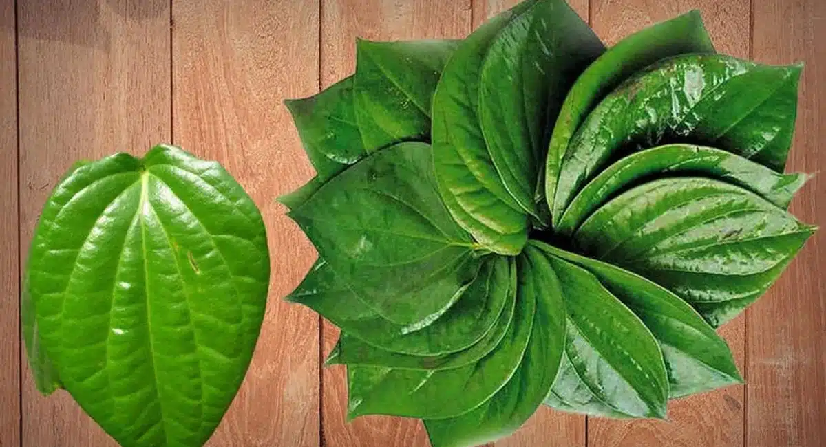 Health Benefits of Betel leaves