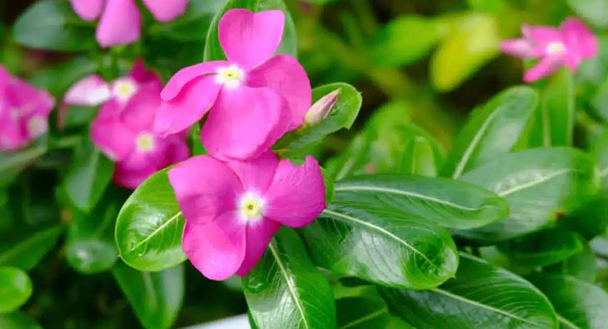Health Benefits of Billa Ganneru Plant