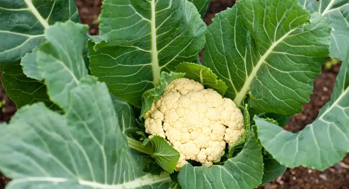 Its leaves have more benefits than this Cauliflower