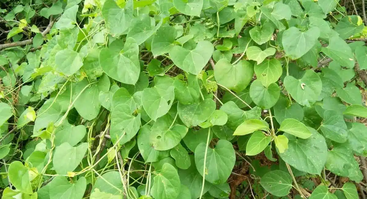 Health Tips on Tippa Teega has excellent medicinal properties
