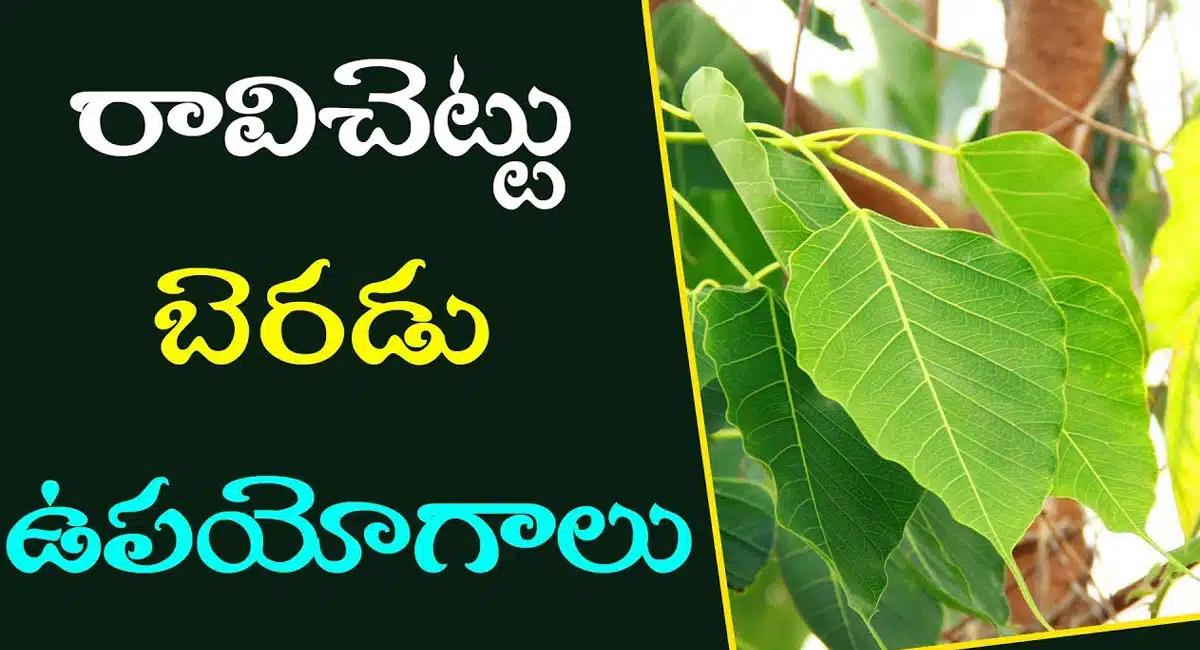 Health Benefits of Ravi tree bark decoction