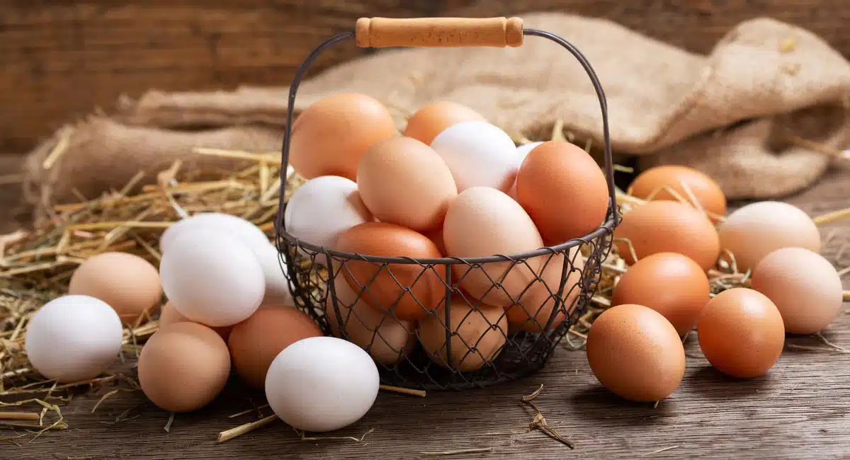 Is White Egg better or Brown Eggs better