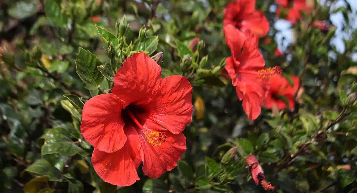 Hibiscus has many amazing health benefits