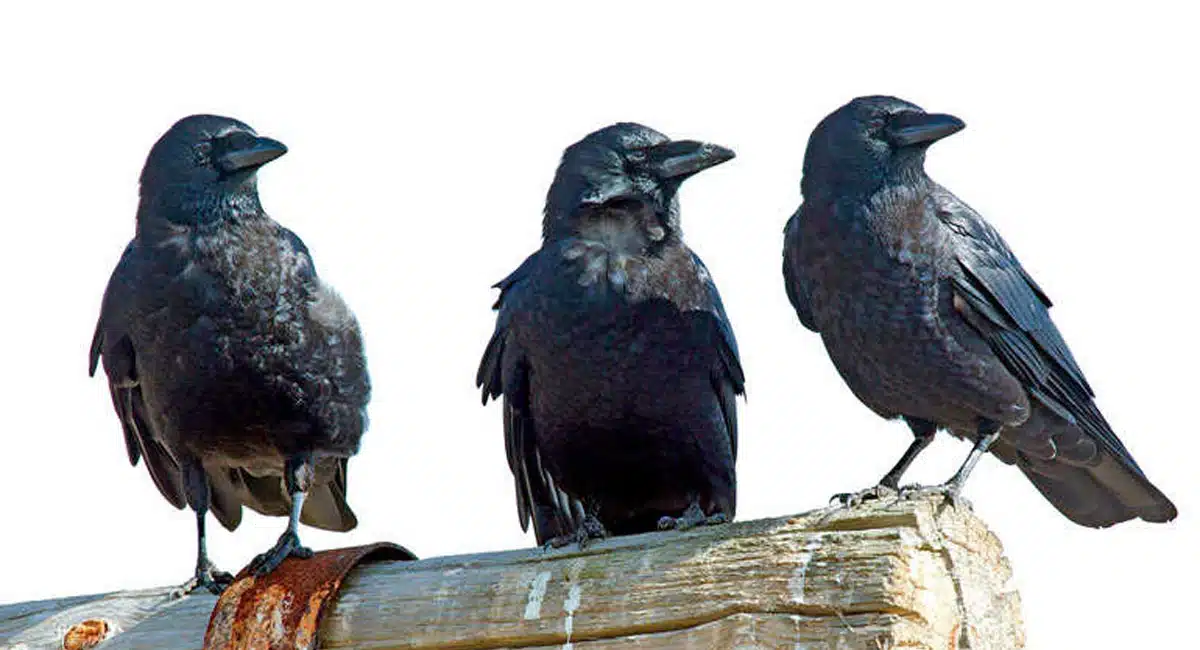 If a crow crows in front of a house, is it a sign of death