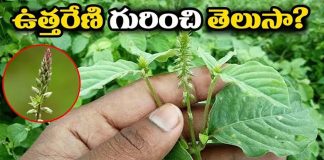 Health Tips about Uttareni mokka upayogalu