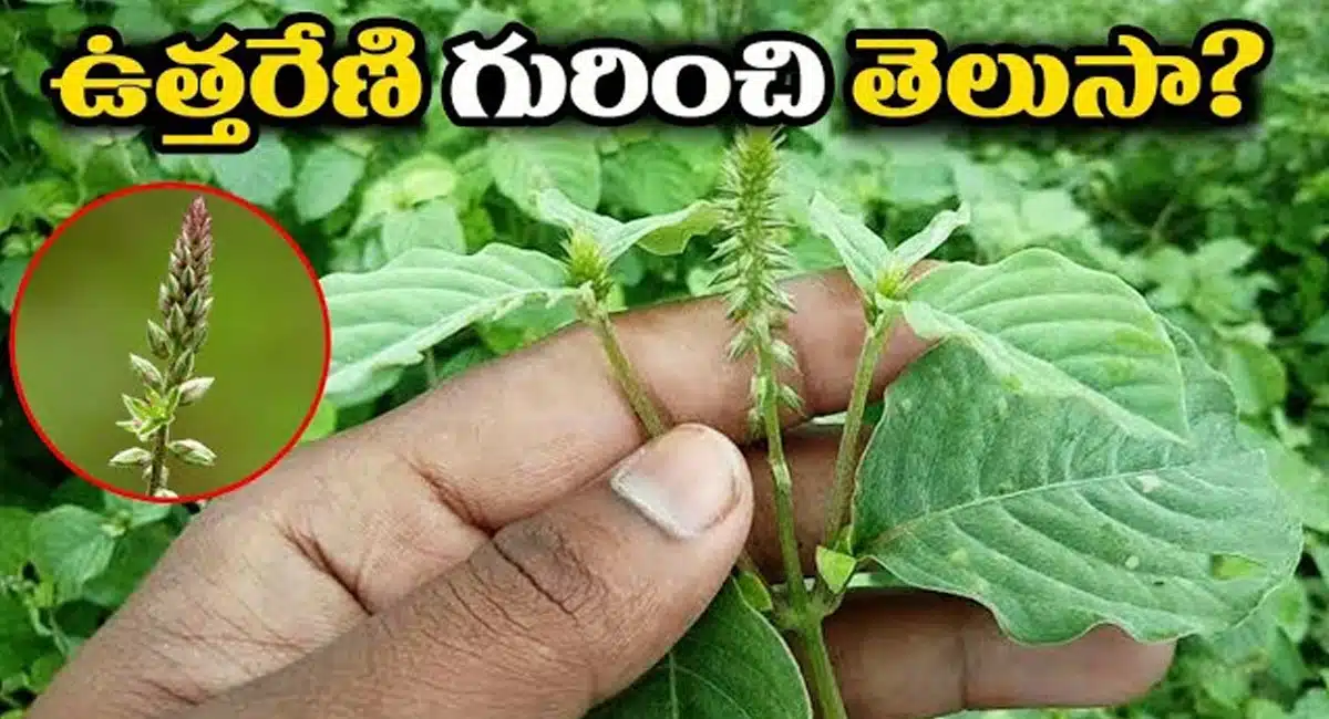 Health Tips about Uttareni mokka upayogalu