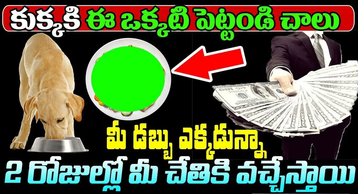 Money Remedies If you want to get rid of stubborn debts quickly, just give this to the dog