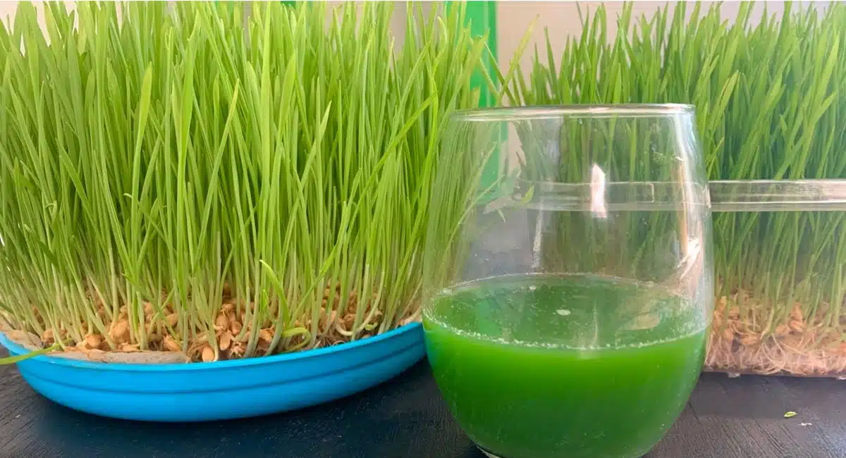 Health benefits of Wheat Grass without soil 