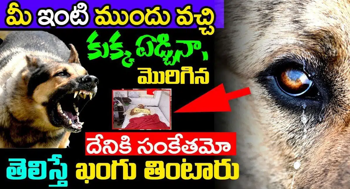 You will be shocked if you know the meaning of the dog barking and crying in front of your house