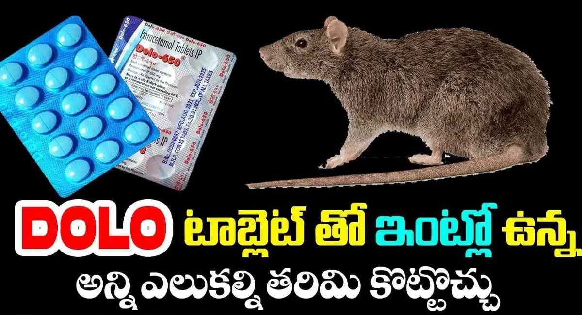 Repel houseflies with expired Dolo tablets