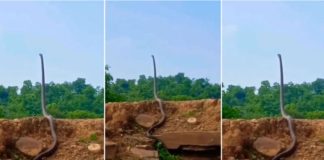 king cobra standing as tree video viral