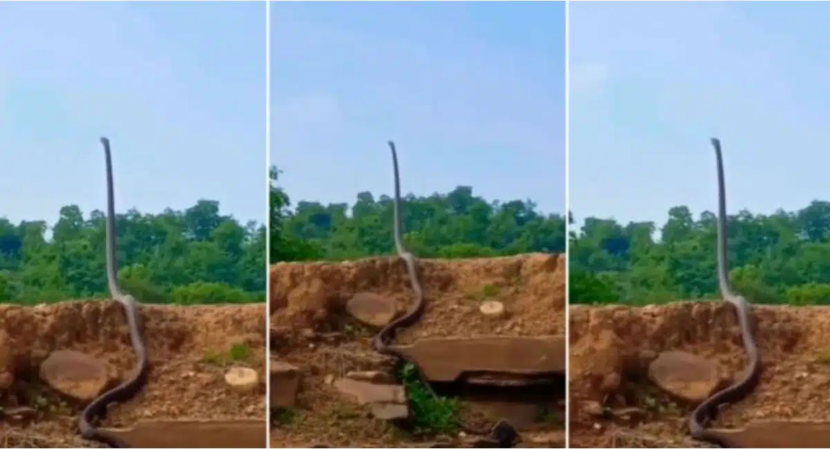 king cobra standing as tree video viral