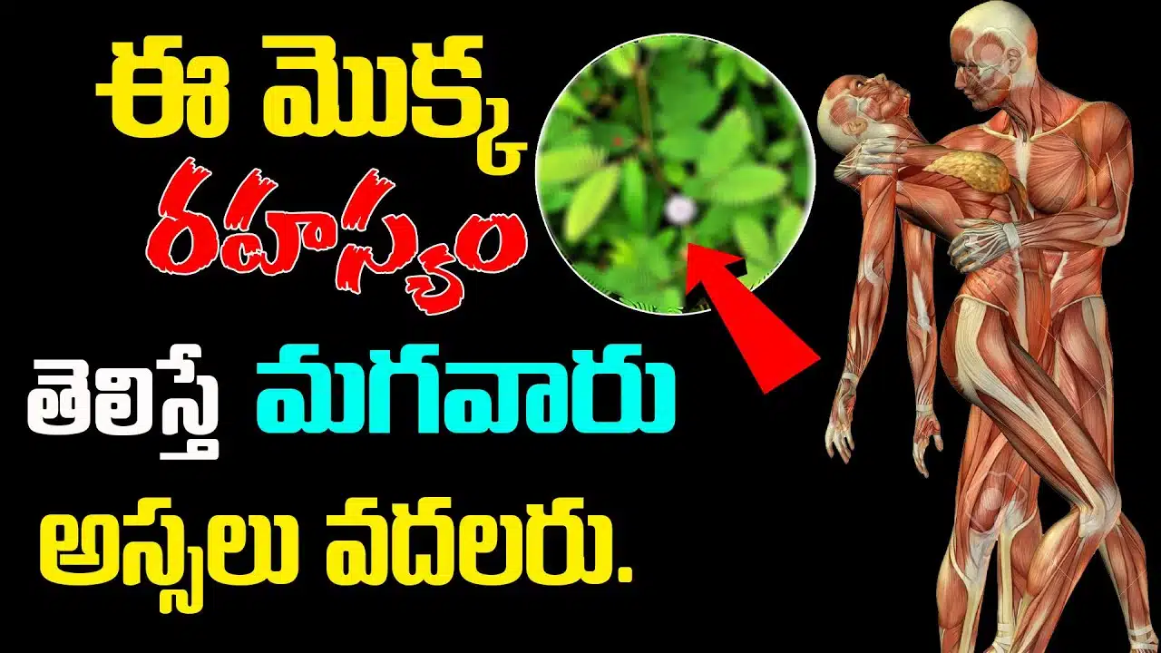 touch me not plant uses Mimosa Pudica