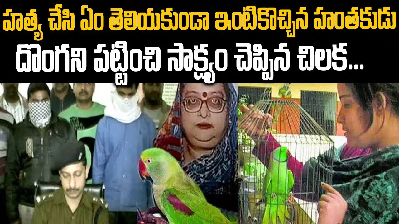 murder case solved by parrot in india