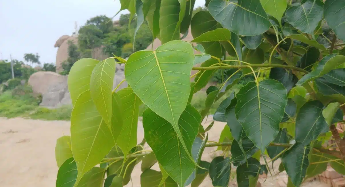 Do not plant Raavi Chettu at home even by mistake