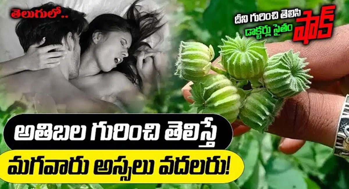 athibala plant uses for men and thier energy