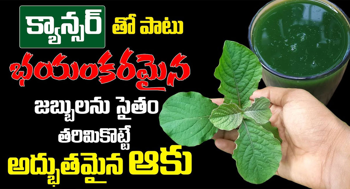 Health Tips : ఎంతో భయంకరమైన జబ్బులను తరిమికొట్టే ఆకు…!!