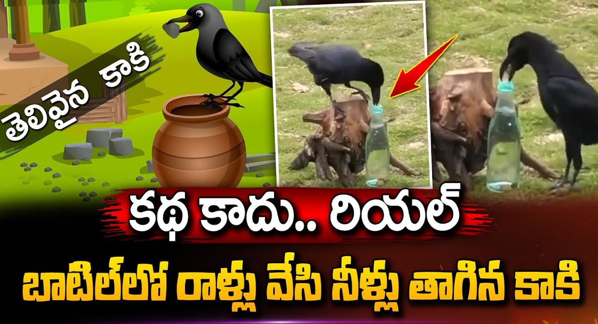 Intelligent Crow Real Story : ఇంటెలిజెంట్ కాకి.. కథ కాదు.. రియల్.. బాటిల్‌లో రాళ్లు వేసి నీళ్లు తాగిన కాకి.. వీడియో