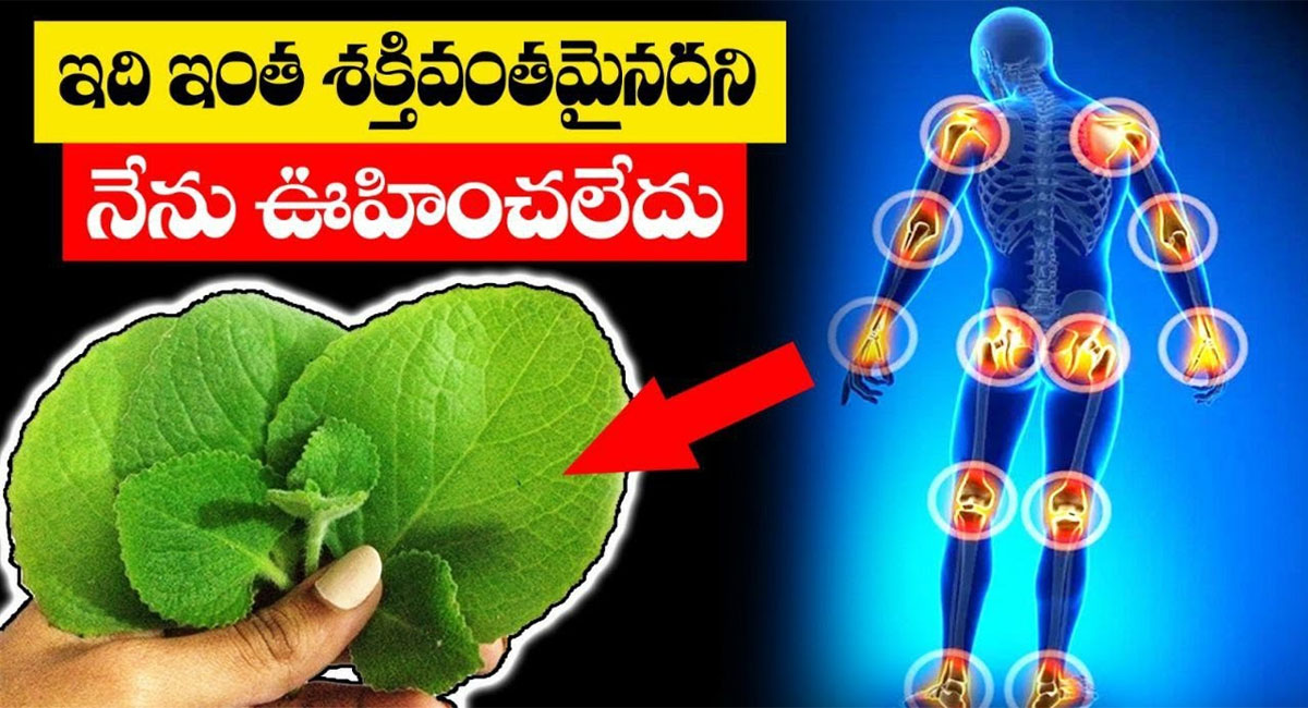 Health Tips : ఈ ఆకుతో శరీరంలో ఉన్న ఎలాంటి రోగాలైన మాయం… వీడియో