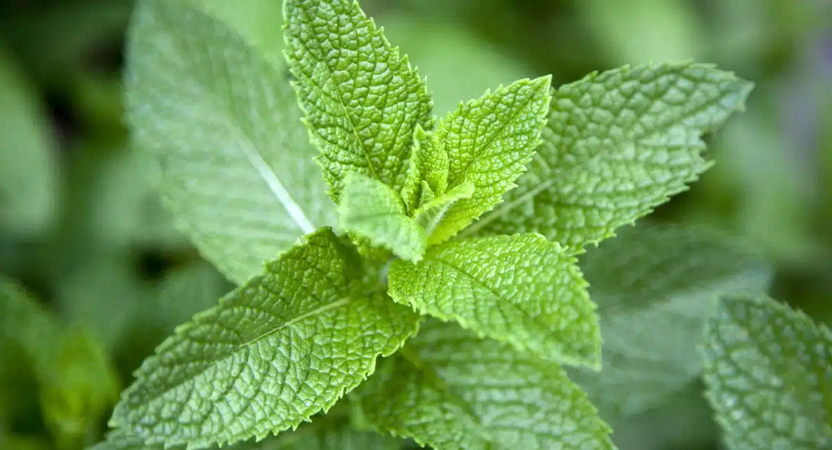 Health Tips It is enough to put this one leaf in the mouth