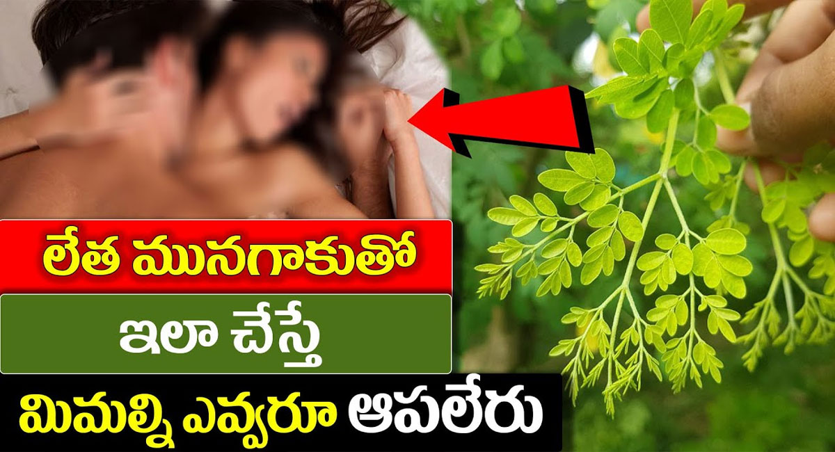 Drumstick Leaves : లేత మునగాకుతో ఇలా చేస్తే మిమ్మల్ని ఎవ్వరూ ఆపలేరు.. వీడియో