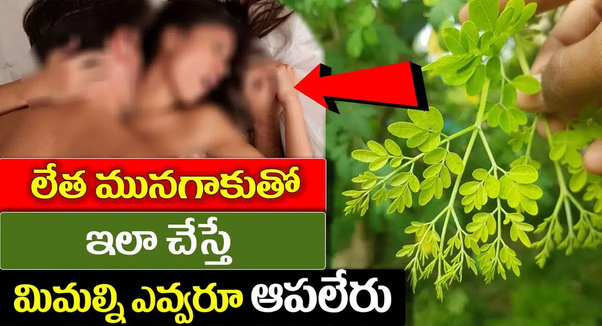 Drumstick Leaves Health Benefits Munagaku