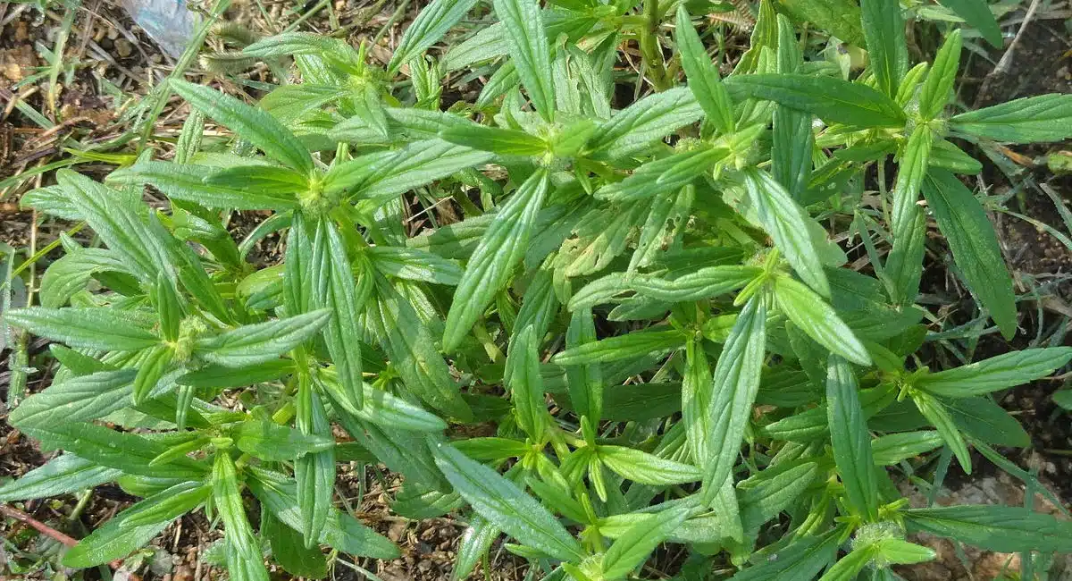 You will be surprised if you know the benefits of thummi plant