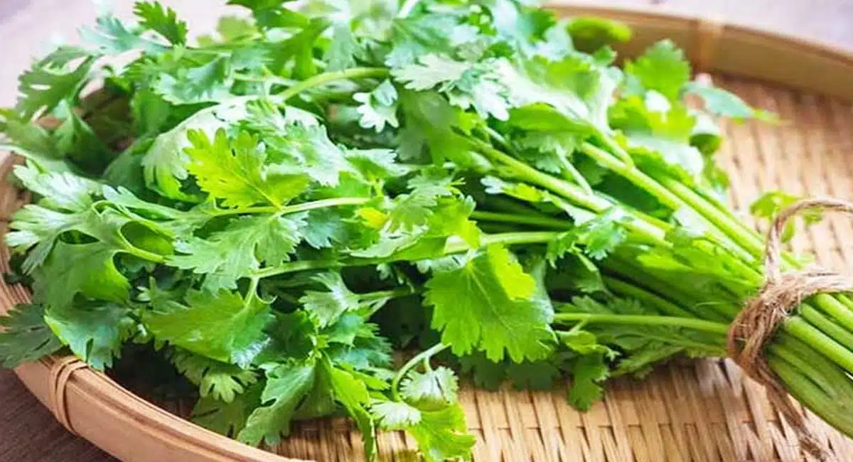 Health Tips Do you avoid eating coriander