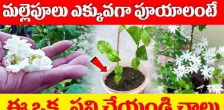 How To Grow Jasmine Flowers Plants Fast