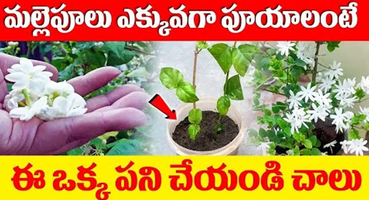 How To Grow Jasmine Flowers Plants Fast