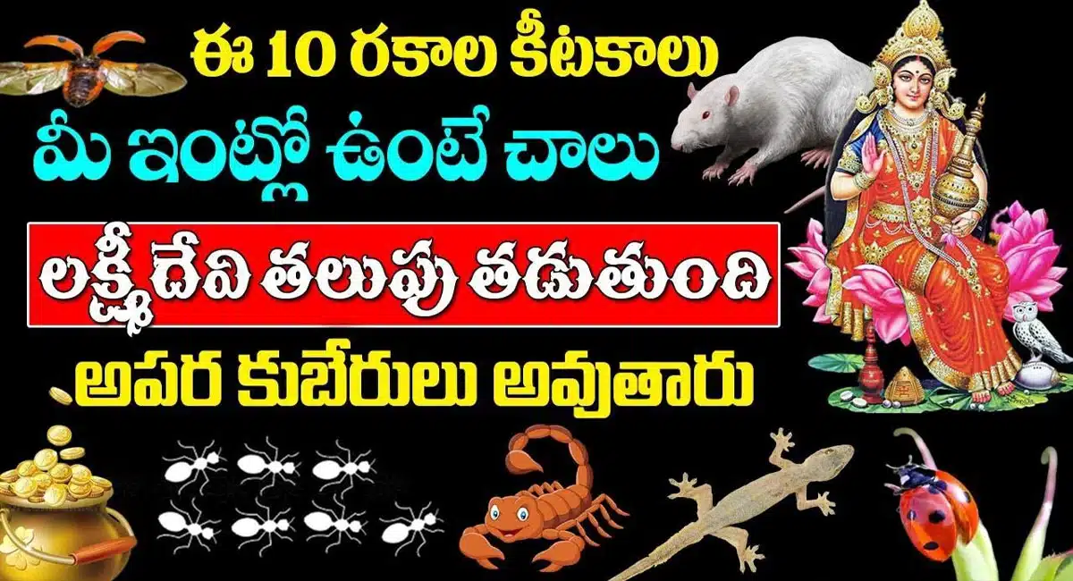 Lakshmi Devi If these insects appear Lakshmi Devi