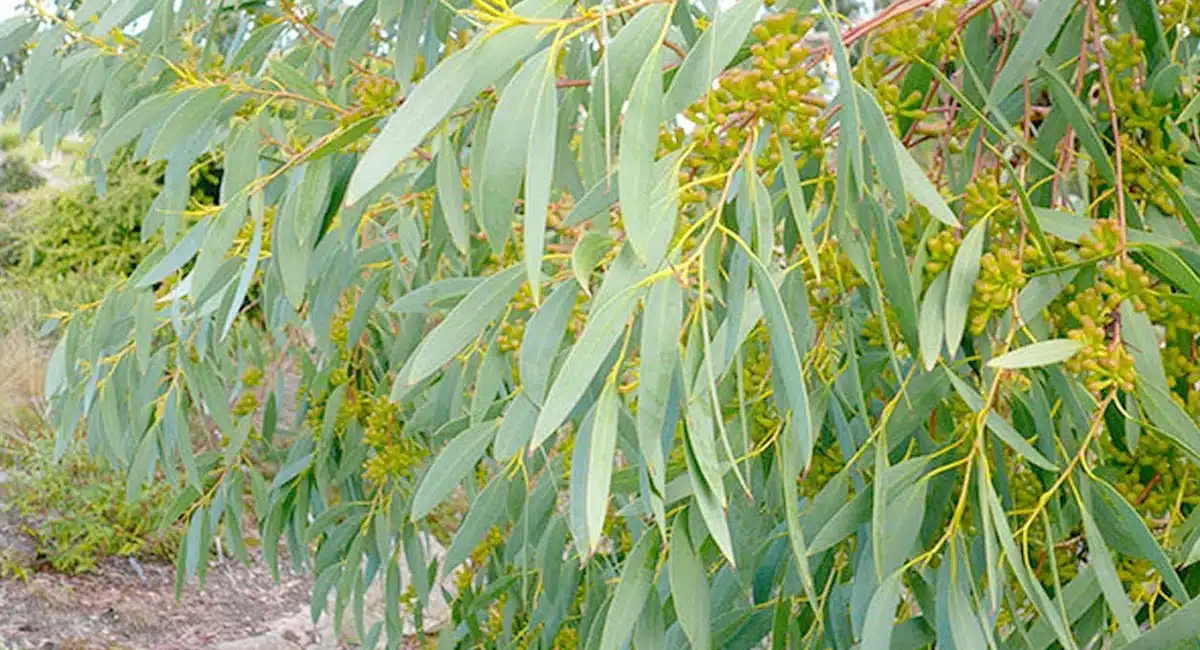Health Benefits of Eucalyptus Leaves in NEELAGIRI Leaves