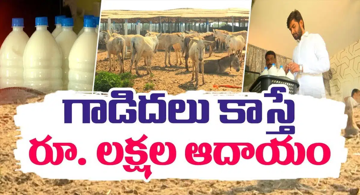 Nagar Kurnool Man Start Donkey Business Receives Rs 5 To 6 Lakh Income For Month