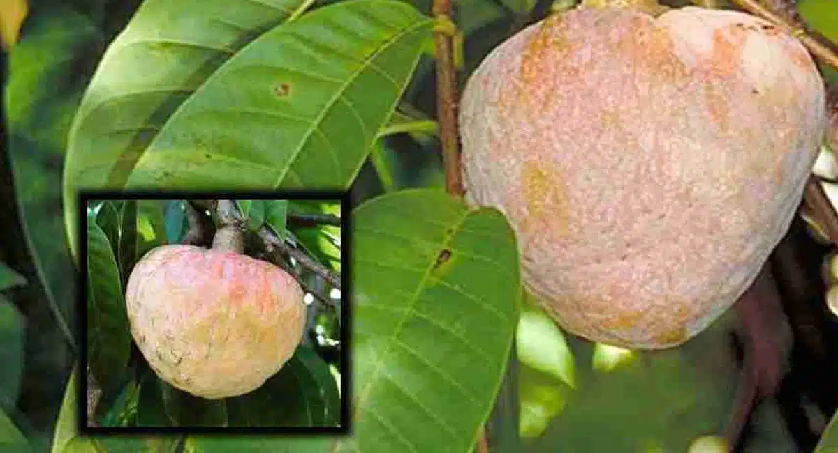 Health Tips If you know the secrets of this fruit