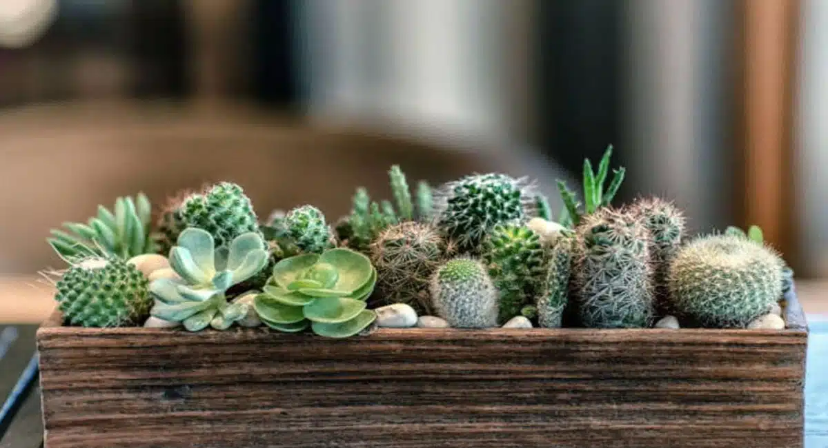 If you have these plants in your home premises then you will surely suffer