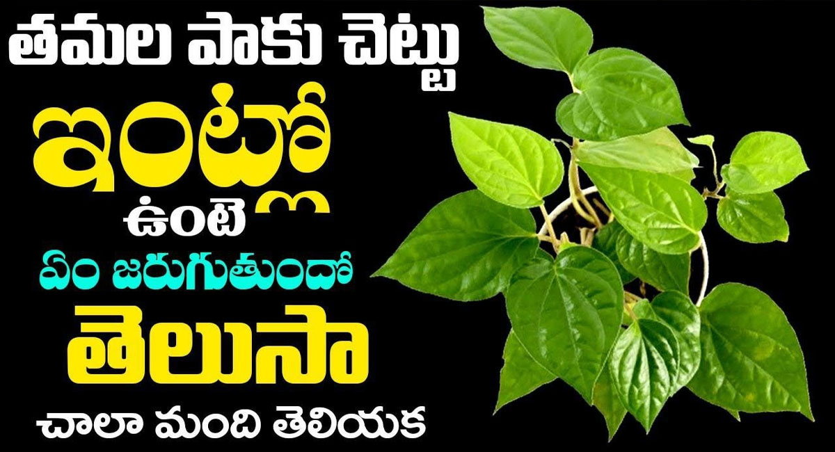 Health Benefits : ఇంట్లో తమలపాకు చెట్టు పెంచుతున్నారా .. అయితే ఈ విషయాలు తెలుసుకోవాల్సిందే ..?