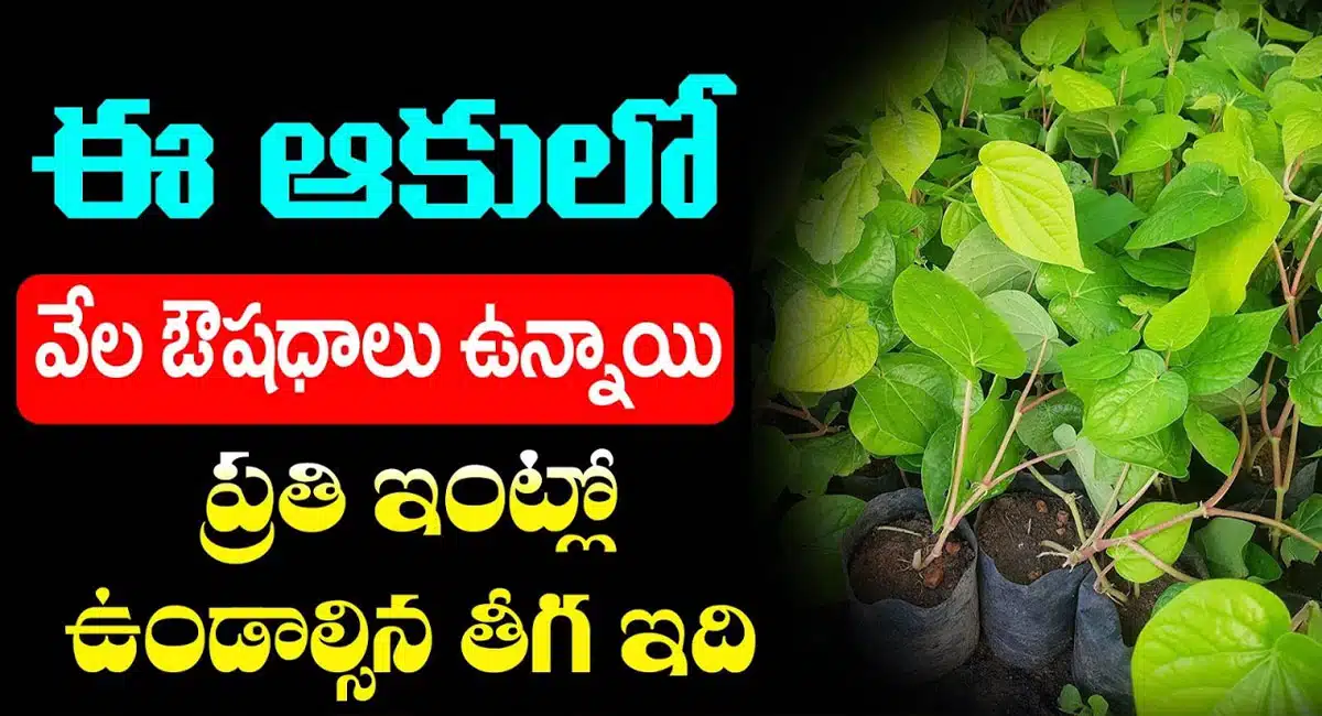 amazing health benefits of betel leaves in tamalapaku tree