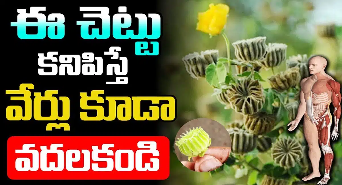 health benefits in atibala chettu