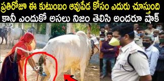what this family will do with cow dung