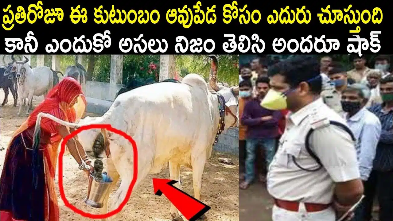 what this family will do with cow dung
