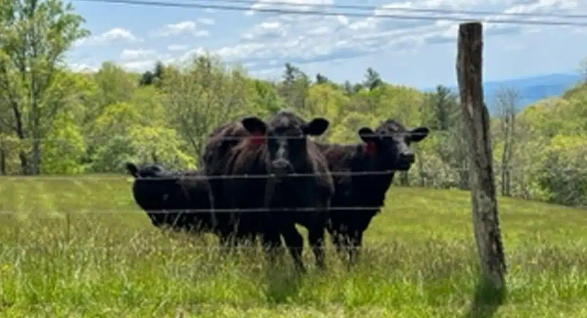 cows helped police to find the suspected in north carolina