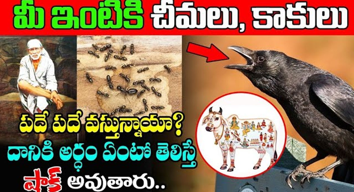 Crow Sounds : మీ ఇంటికి చీమలు, కాకులు పదేపదే వస్తుంటే దానికి అర్థం ఏమిటో తెలుసా..?