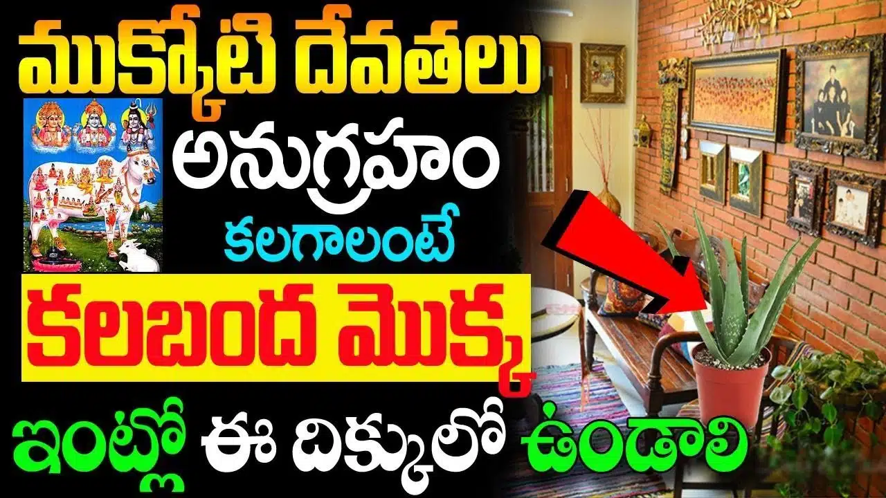 Vastu Tips : కలబంద మొక్క ఇంట్లో ఈ దిక్కున ఉంటే ధనవంతులవడం అవ్వడం ఖాయం…!!