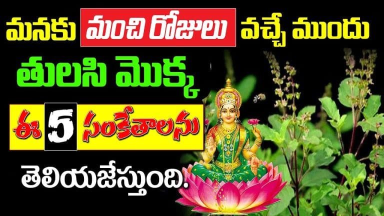 Tulsi Plant : మనకు మంచి రోజులు వచ్చే ముందు తులసి మొక్క ఈ 5 సంకేతాలను తెలియజేస్తుంది..!!
