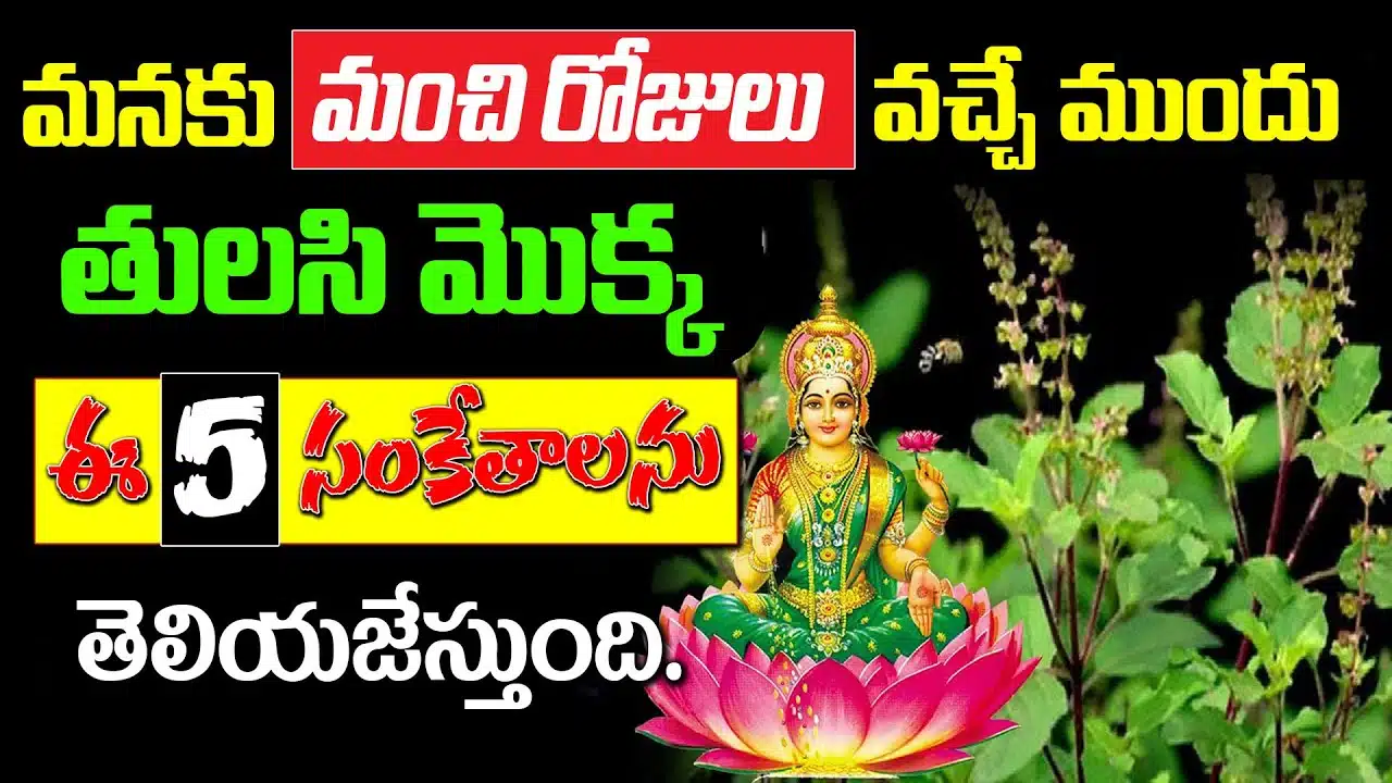 Tulsi plant gives us these 5 signs before we have better days