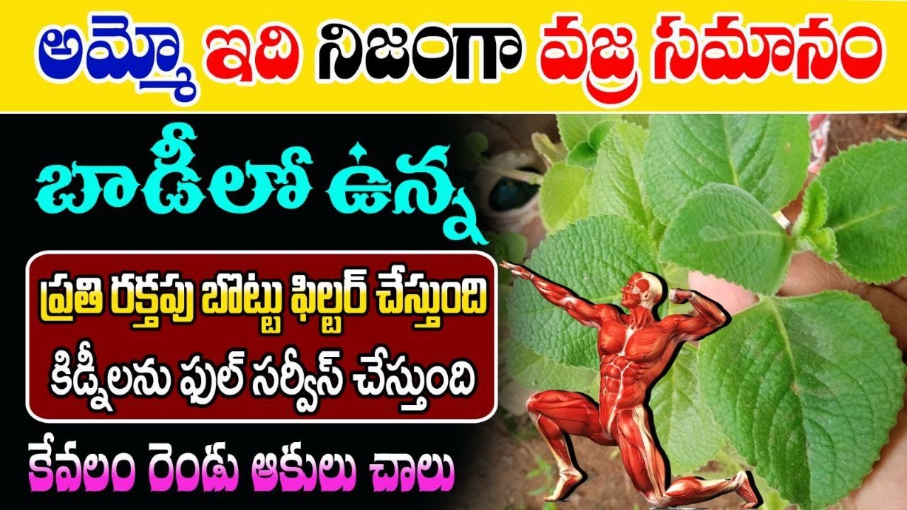 Ajwain Plant : బాడీ లో ఉన్న ప్రతి రక్తపు బొట్టును ఫిల్టర్ చేస్తుంది…!!